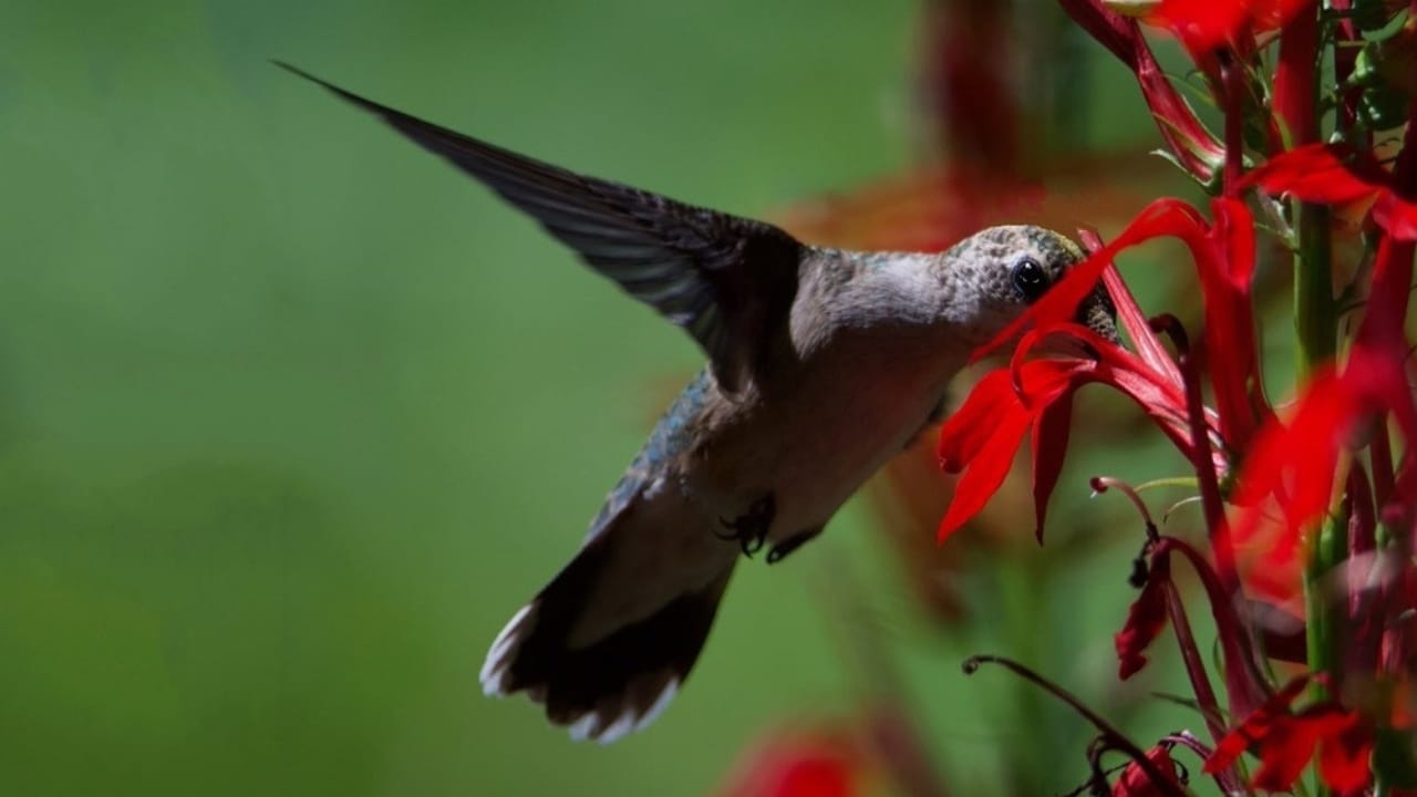 How to Create a Hummingbird Haven with Scarlet Sage 9 How to Create a Hummingbird Haven with Scarlet Sage - humming bird collecting nectar in red flower ss1952664640