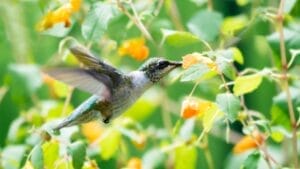 Hummingbirds Love This Easy Container Plant—Here’s How to Grow It 1 Hummingbirds Love This Easy Container Plant—Here’s How to Grow It - hummingbird and jewelweed wildflower ss1044161626