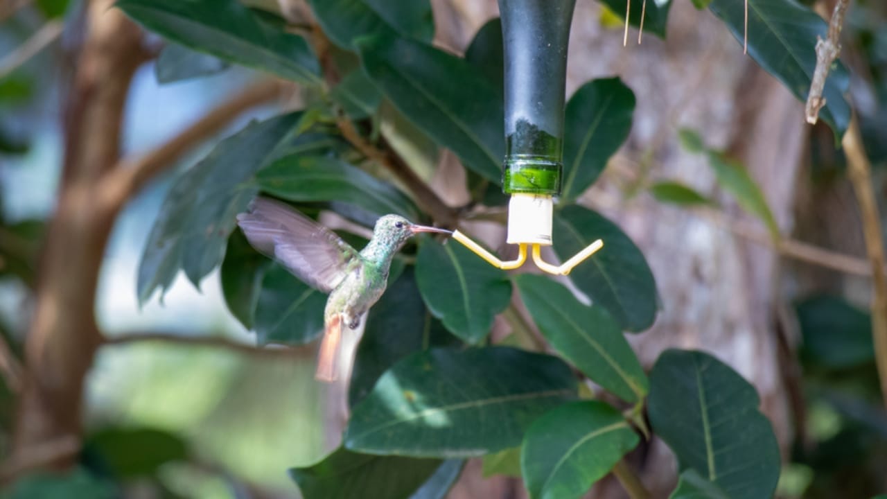 Create a Delightful DIY Hummingbird Feeder with This Wine Bottle Hack 2 Create a Delightful DIY Hummingbird Feeder with This Wine Bottle Hack - hummingbird feeder wine bottle ss1956630835