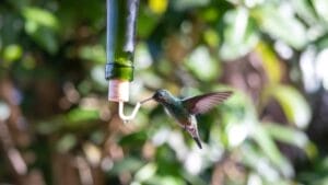Create a Delightful DIY Hummingbird Feeder with This Wine Bottle Hack 1 Create a Delightful DIY Hummingbird Feeder with This Wine Bottle Hack - hummingbird feeder wine bottle ss1977050306