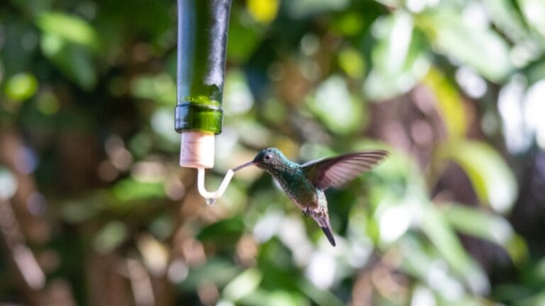 Create a Delightful DIY Hummingbird Feeder with This Wine Bottle Hack 7 Create a Delightful DIY Hummingbird Feeder with This Wine Bottle Hack - hummingbird feeder wine bottle ss1977050306