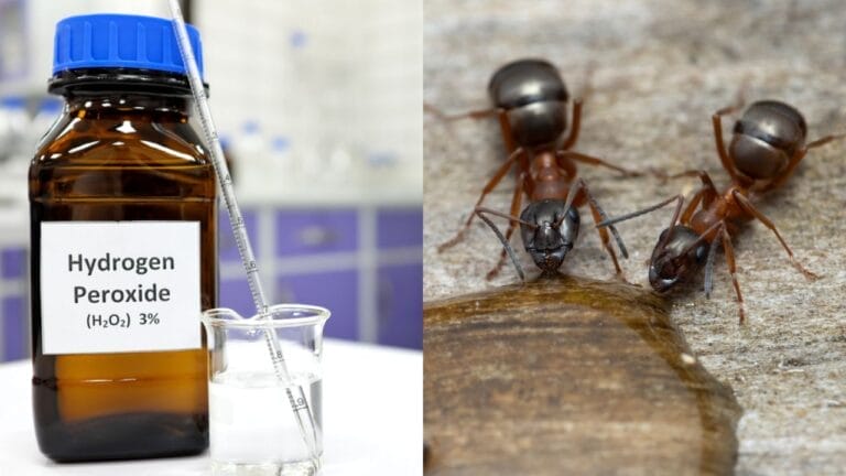 Hydrogen Peroxide for Ants: Miracle Remedy or Risky Gamble? 9 Hydrogen Peroxide for Ants: Miracle Remedy or Risky Gamble? - hydrogen peroxide solution ss1793744032 carpenter ants ss2155880569