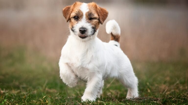15 Dog Myths That Deserve to Be Dispelled 9 15 Dog Myths That Deserve to Be Dispelled - jack russell terrier funny dog ss2473116855