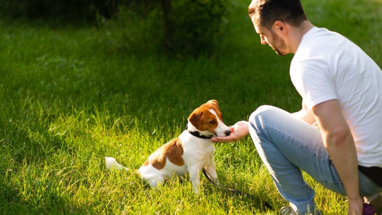 Before Your Pup Turns Two, Teach Them These 10 Lessons 7 Before Your Pup Turns Two, Teach Them These 10 Lessons - jack russell terrier puppy training outdoor ss2497179331