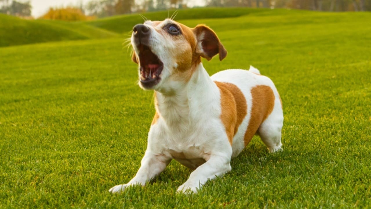 Golden Retriever Charlie's World Record-Breaking Bark & 15 Loudest Barking Breeds - jack russell terrier ss503188381