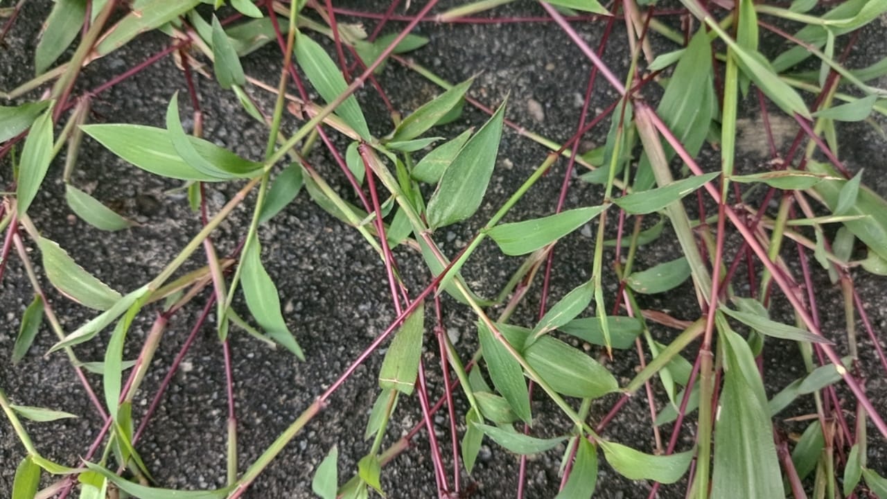 15 Destructive Plants That Can Wreak Havoc on Your Property 14 15 Destructive Plants That Can Wreak Havoc on Your Property - japanese stiltgrass ss2485550653