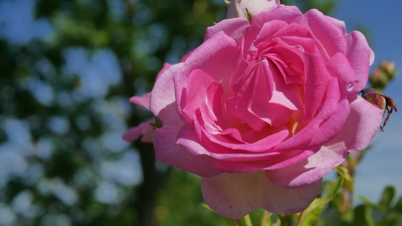 15 Enchanting Pink Rose Varieties to Elevate Your Garden 11 15 Enchanting Pink Rose Varieties to Elevate Your Garden - jasmina rose wc