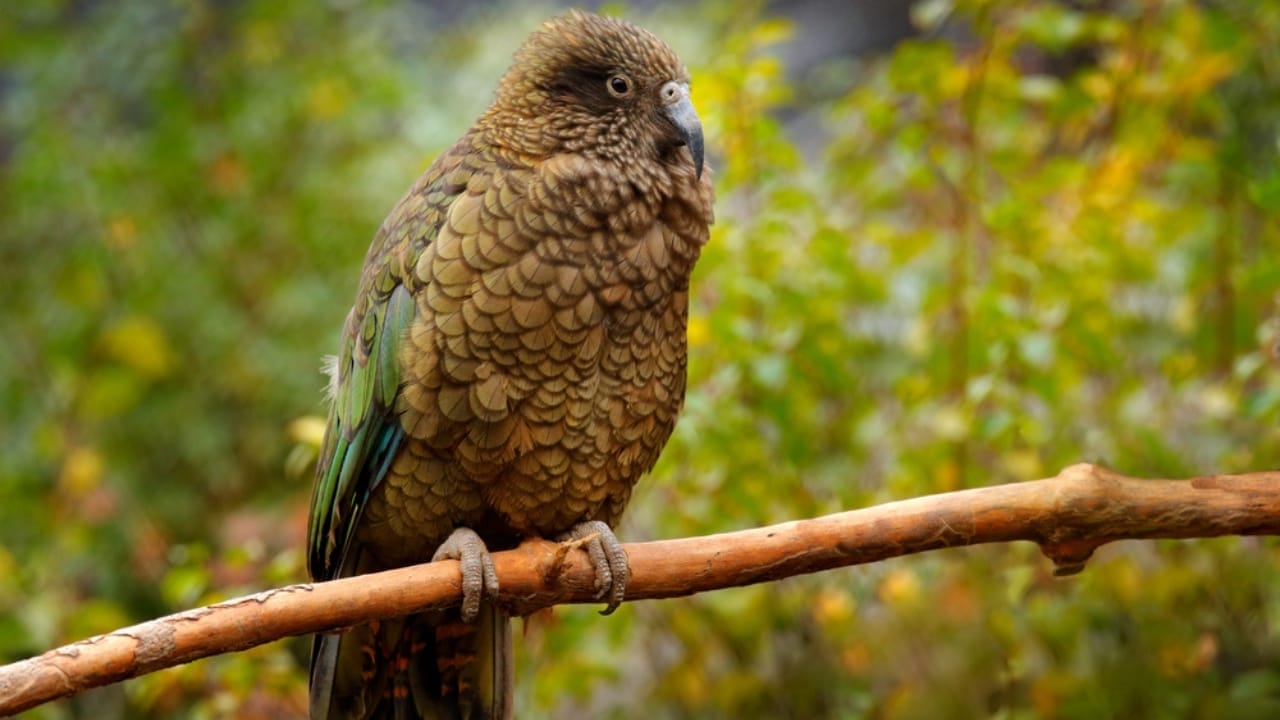Kea Birds are Famous for Their Intelligence—and Their Mischief 4 Kea Birds are Famous for Their Intelligence—and Their Mischief - kea bird in tree ss1980338363
