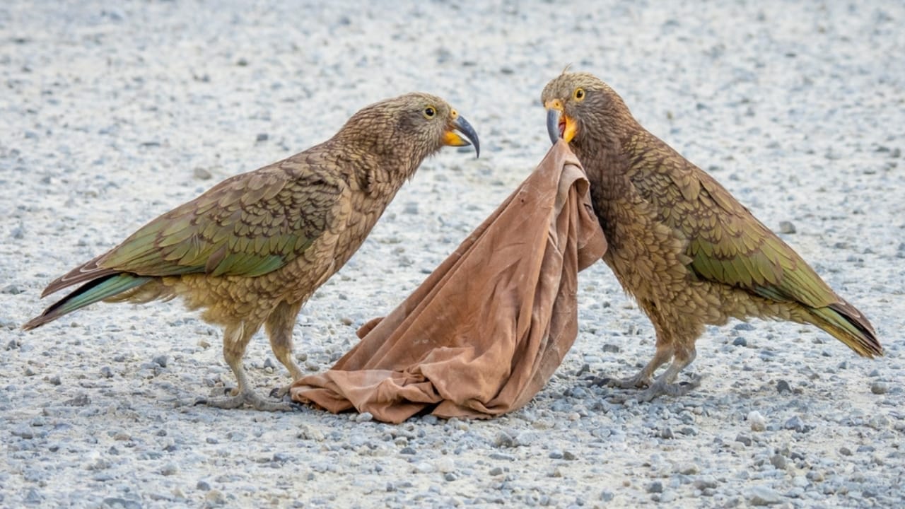 Kea Birds are Famous for Their Intelligence—and Their Mischief 3 Kea Birds are Famous for Their Intelligence—and Their Mischief - kea bird playing ss2198081233