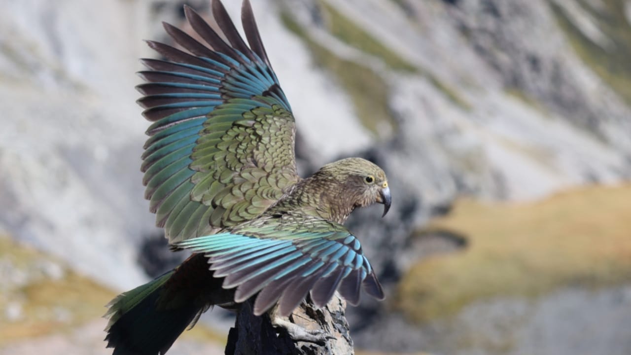 Kea Birds are Famous for Their Intelligence—and Their Mischief 5 Kea Birds are Famous for Their Intelligence—and Their Mischief - kea bird wildlife ss1418563754