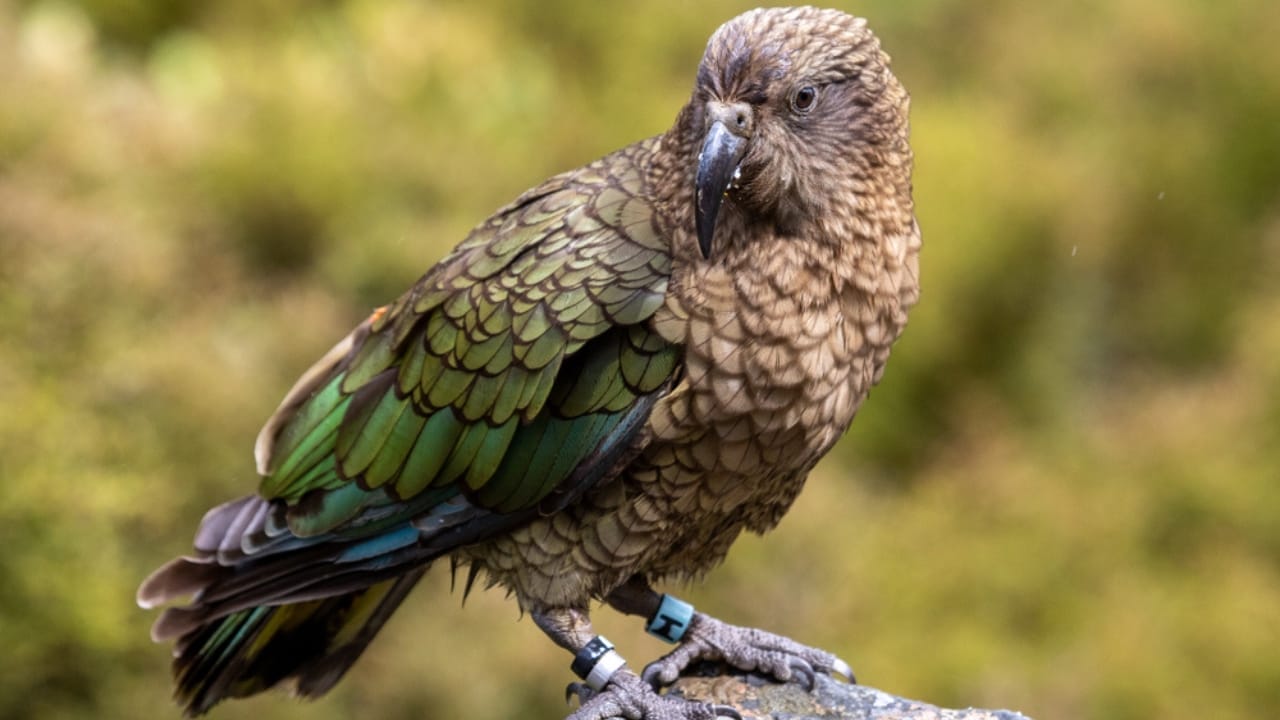 Kea Birds are Famous for Their Intelligence—and Their Mischief 2 Kea Birds are Famous for Their Intelligence—and Their Mischief - kea parrot feather ss1615898674