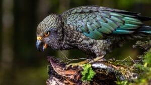Kea Birds are Famous for Their Intelligence—and Their Mischief 1 Kea Birds are Famous for Their Intelligence—and Their Mischief - kea parrot ss1689471265