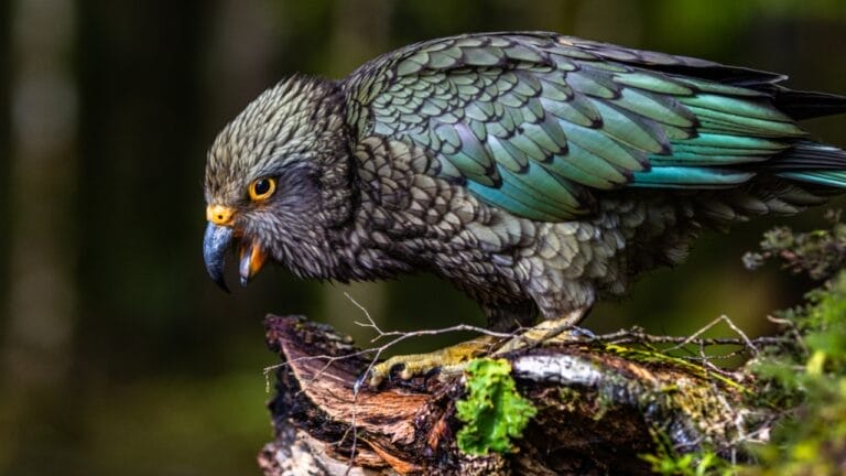 Kea Birds are Famous for Their Intelligence—and Their Mischief 9 Kea Birds are Famous for Their Intelligence—and Their Mischief - kea parrot ss1689471265