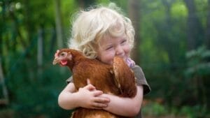 10 Beginner-Friendly Chicken Breeds for New Poultry Owners 1 10 Beginner-Friendly Chicken Breeds for New Poultry Owners - kid chicken ss2185273515