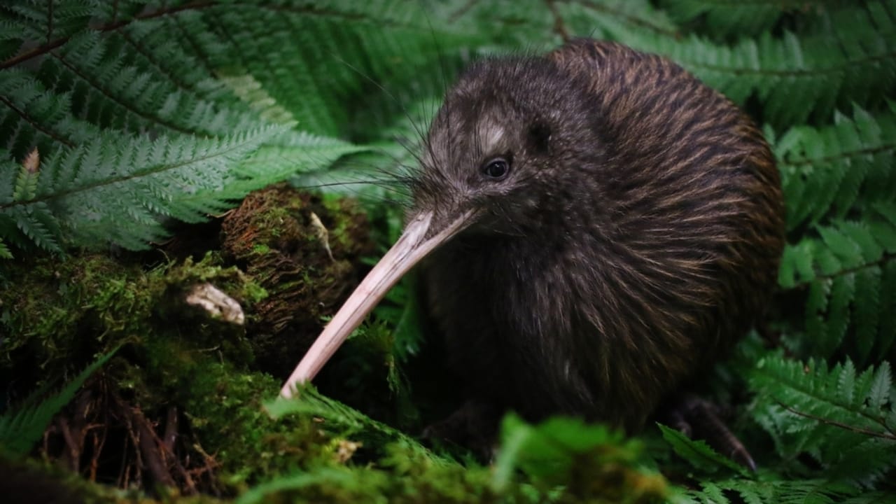15 Animals That Come to Life After Dark 13 15 Animals That Come to Life After Dark - kiwi bird ss2454312935