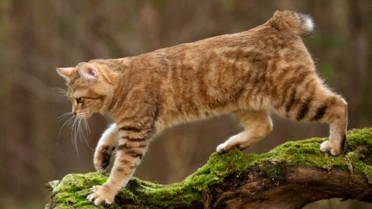 11 Adorable Cat Breeds with Bobbed & Stubby Tails - kurilian bobtail cat ss1693546909