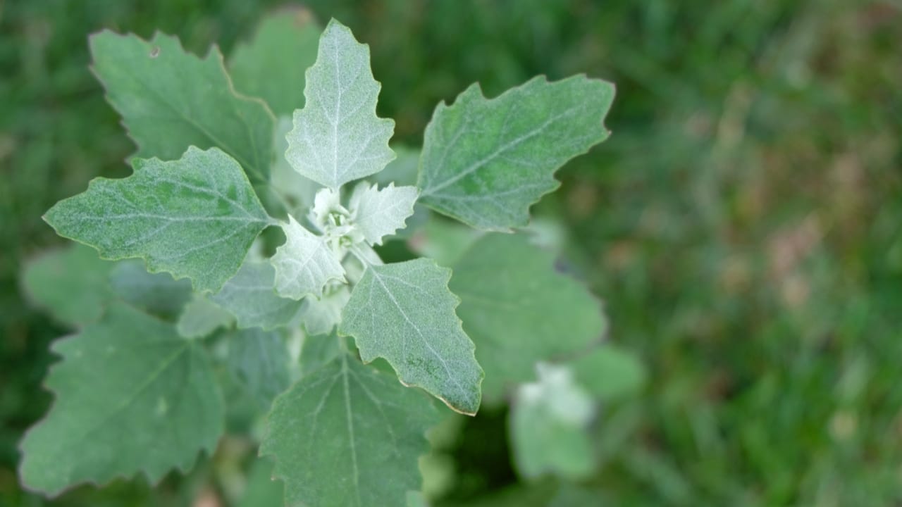 22 Self-Seeding Plants That Do All the Work for You 8 22 Self-Seeding Plants That Do All the Work for You - lambs quarters ss1260697711