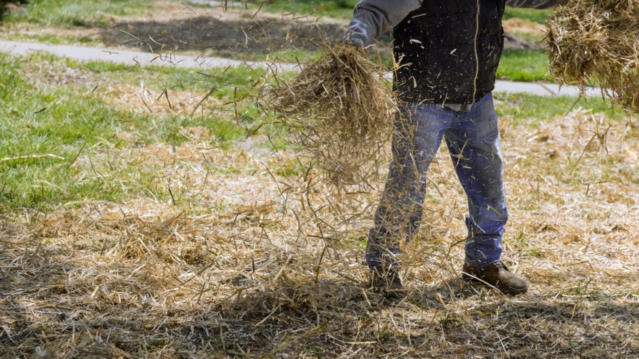 13 Simple Leaf-Recycling Ideas for a Flourishing Garden 7 13 Simple Leaf-Recycling Ideas for a Flourishing Garden - lawn with mulch ss1964362069