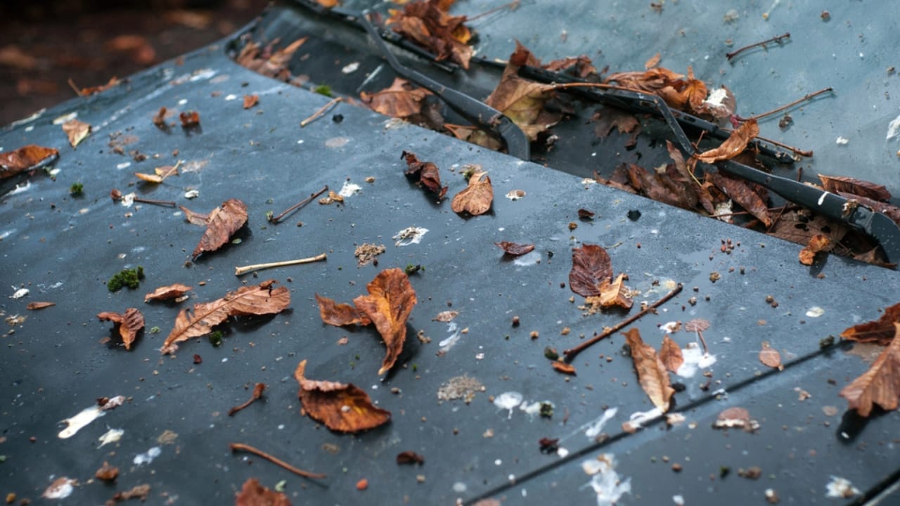 10 Spiritual Messages Behind Birds’ Bathroom Breaks on Your Car 3 10 Spiritual Messages Behind Birds’ Bathroom Breaks on Your Car - leaves bird poop on car dp316724662