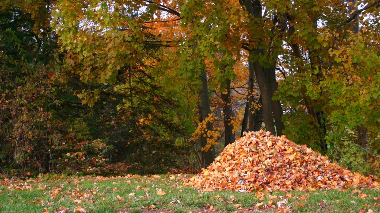 13 Simple Leaf-Recycling Ideas for a Flourishing Garden 11 13 Simple Leaf-Recycling Ideas for a Flourishing Garden - leaves in yard ss15571255