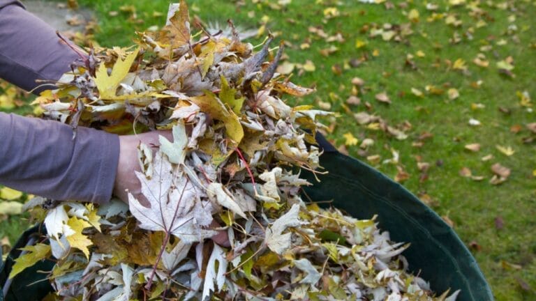 13 Simple Leaf-Recycling Ideas for a Flourishing Garden 3 13 Simple Leaf-Recycling Ideas for a Flourishing Garden - leaves mulch ss88383430