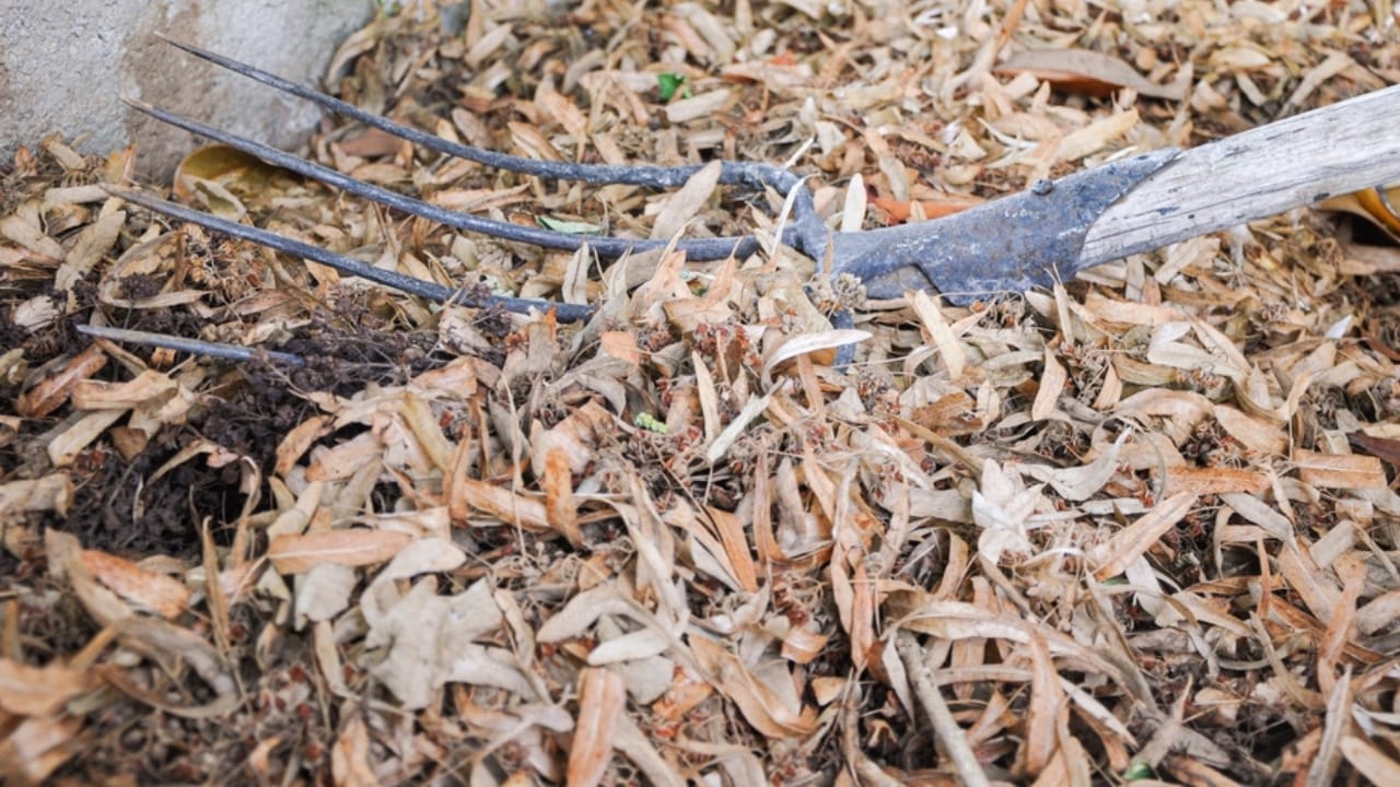 Put These 8 Things in Your Tomato Planting Hole For Unbeatable Harvests 10 Put These 8 Things in Your Tomato Planting Hole For Unbeatable Harvests - leaves mulching ss2178642615