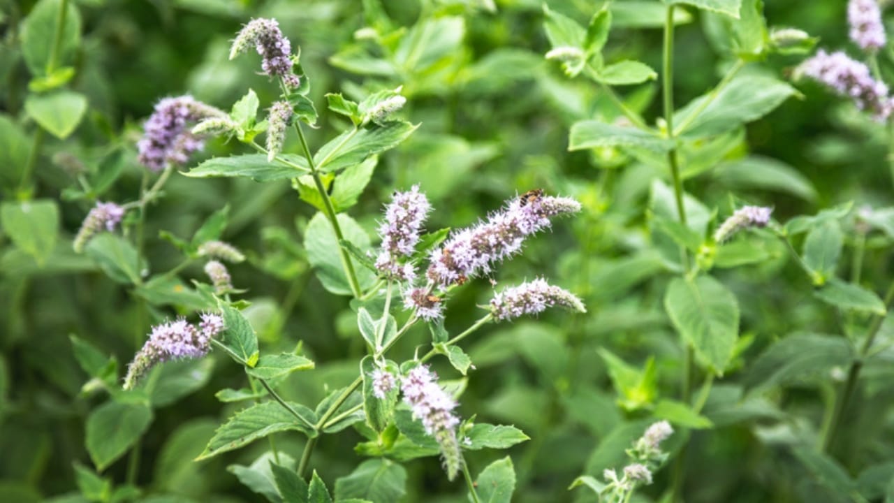 Healing in Your Backyard: 15 Medicinal Plants to Grow - lemon balm flower ss1166823409