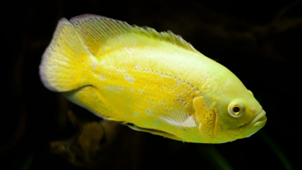15 Oscar Fish Varieties for the Perfect Aquarium 12 15 Oscar Fish Varieties for the Perfect Aquarium - lemon oscar fish ss2393177631