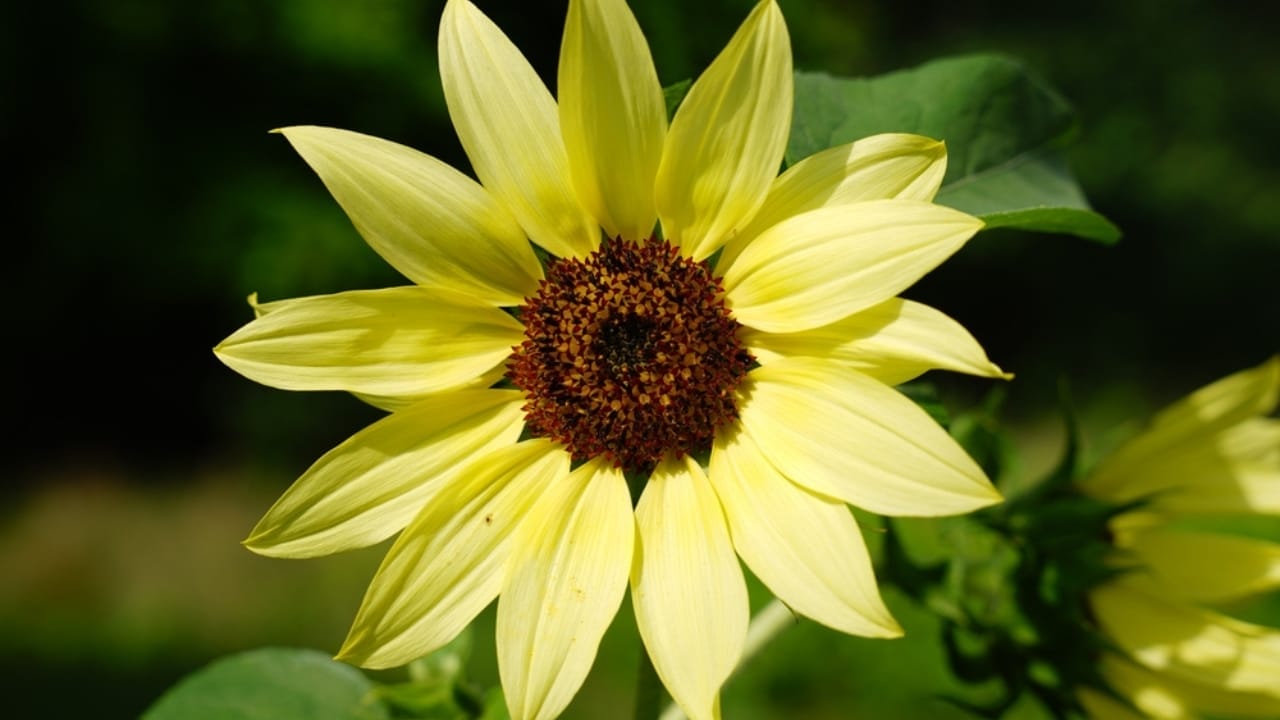 10 Sunflower Varieties Perfect for Attracting Birds to Your Garden 4 10 Sunflower Varieties Perfect for Attracting Birds to Your Garden - lemon queen sunflower ss2347434283