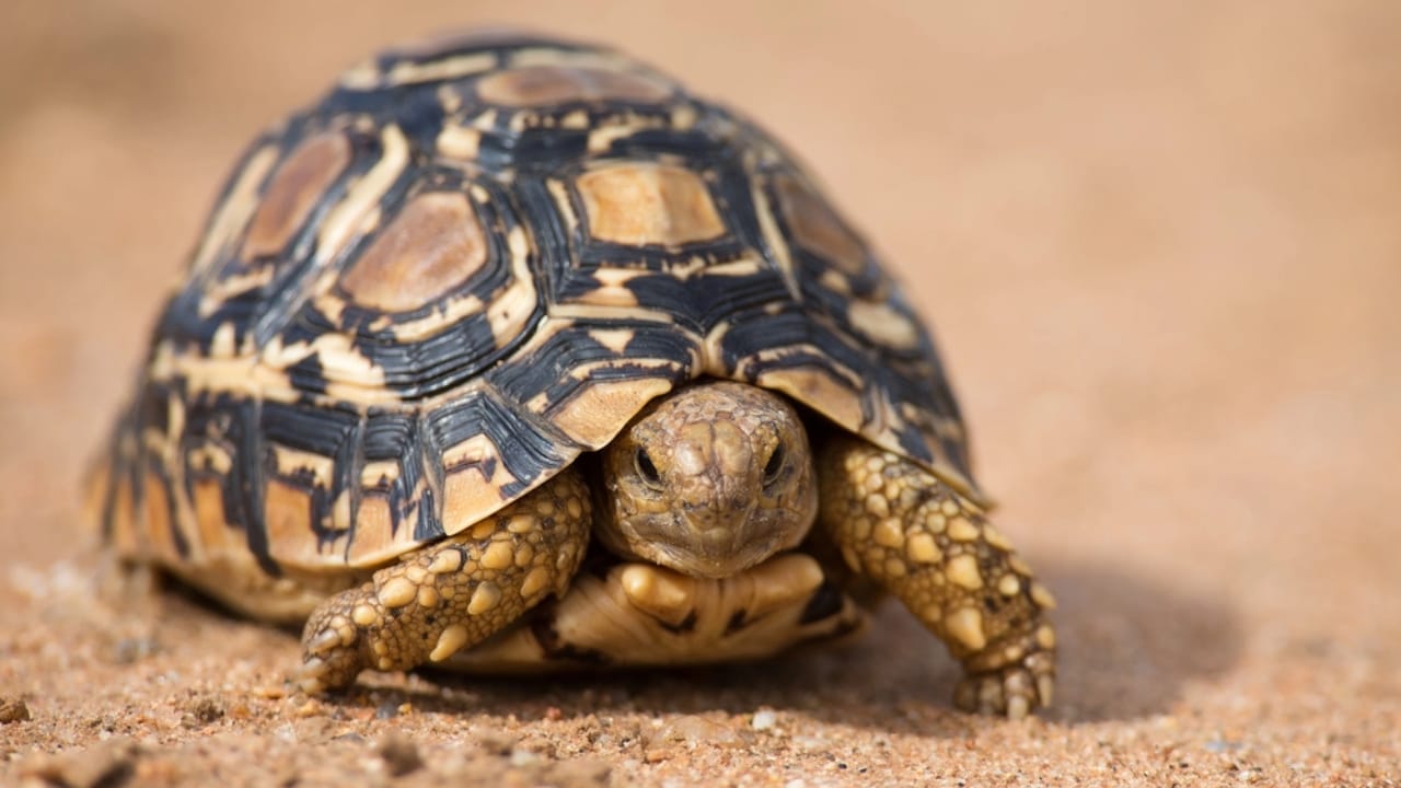 11 Endearing Land Turtles Perfect for a Lifelong Pet—Up to 100 Years 11 11 Endearing Land Turtles Perfect for a Lifelong Pet—Up to 100 Years - leopard tortoise dp72310121