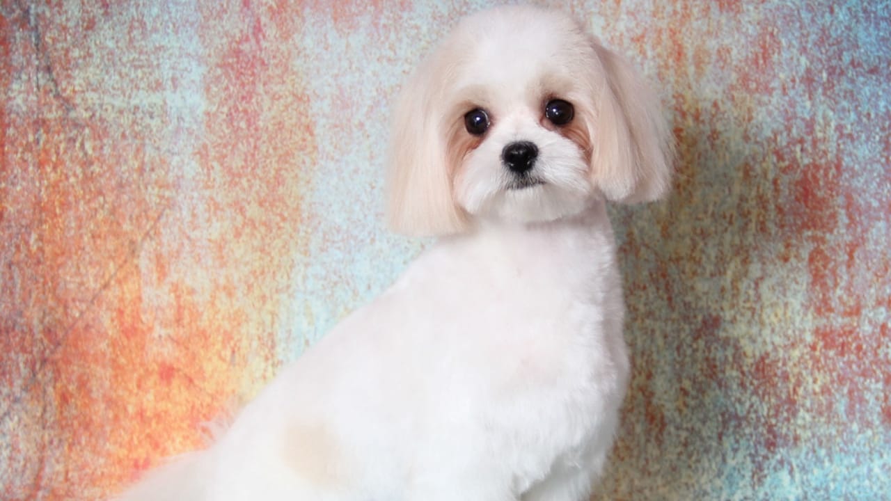 8 Rare Maltese Colors & Patterns You’ve Probably Never Heard Of 3 8 Rare Maltese Colors & Patterns You’ve Probably Never Heard Of - light tan and white Maltese dog dp203040226