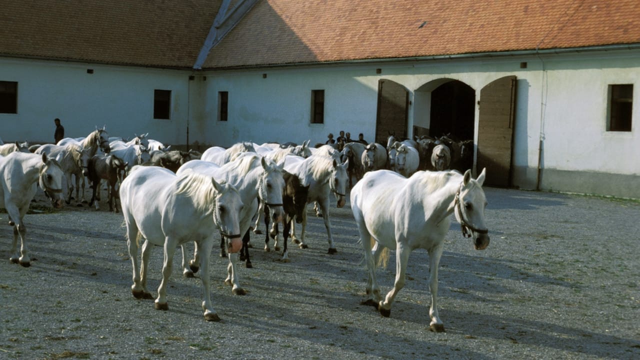13 White Horse Breeds That Define Beauty & Strength in the Equine World - lipizzan dp342934934