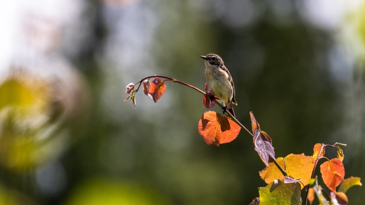10 Mystical Messages the Universe Sends When Birds Chirp in the Morning 11 10 Mystical Messages the Universe Sends When Birds Chirp in the Morning - little bird dp392113476