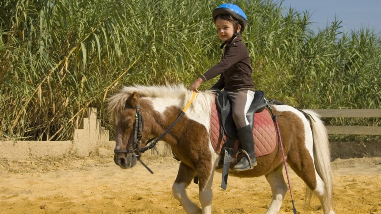 15 Ways Miniature Horses Prove They’re the Cutest with the Biggest Hearts 7 15 Ways Miniature Horses Prove They’re the Cutest with the Biggest Hearts - little girl riding a miniature shetland pony ss18253225