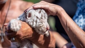9 Animals Too Dangerous to Be Pets—But People Have Tried Anyway 1 9 Animals Too Dangerous to Be Pets—But People Have Tried Anyway - little tiger cub ss2413881165