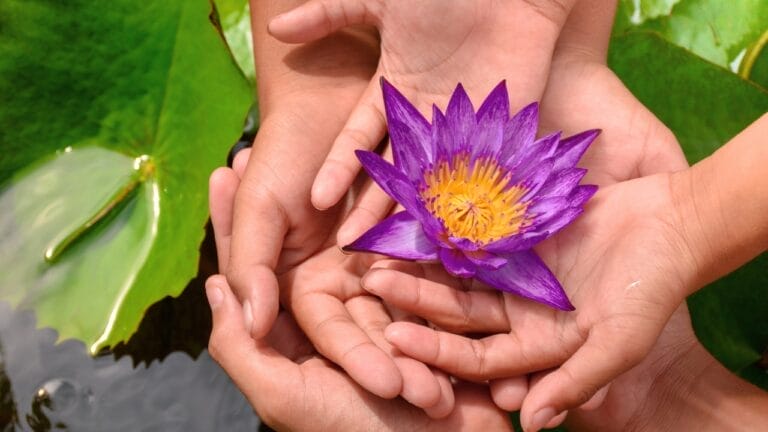 How to Cultivate the Elegant Lotus Flower & Find the Best Seeds 8 How to Cultivate the Elegant Lotus Flower & Find the Best Seeds - lotus flower ss2395716641