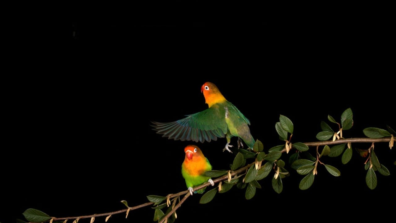 Why Birds Sing at Night: 10 Spiritual Messages Behind Their Calls 4 Why Birds Sing at Night: 10 Spiritual Messages Behind Their Calls - love birds dp673791044