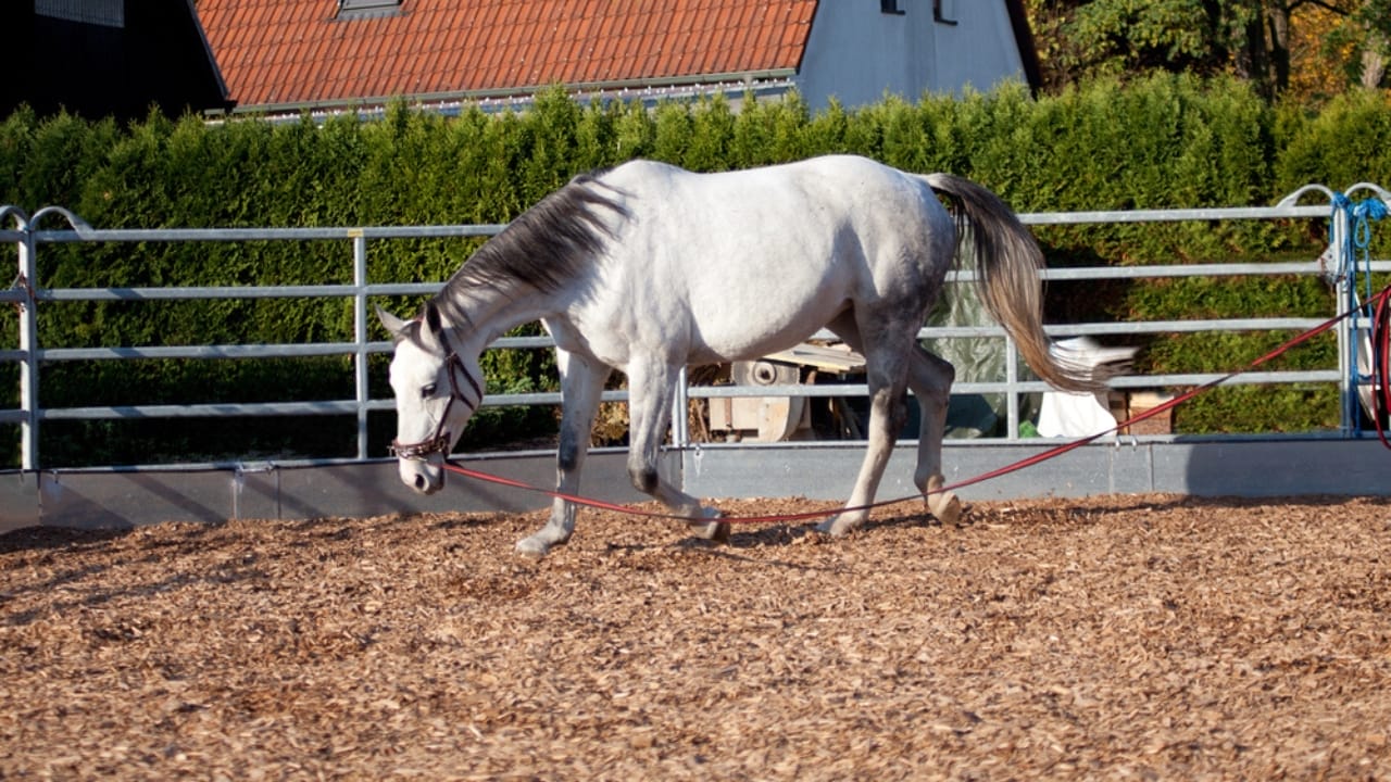 15 Horse Terms to Know Before Grabbing the Reins for the First Time 9 15 Horse Terms to Know Before Grabbing the Reins for the First Time - lunging horse dp178172170