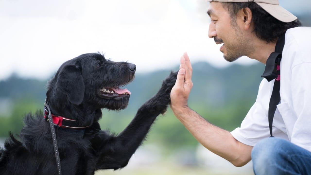 Researchers Gave LSD to Dogs & Paired Them with Humans—The Results Were Magical 2 Researchers Gave LSD to Dogs & Paired Them with Humans—The Results Were Magical - man and dog high five ss2473753767
