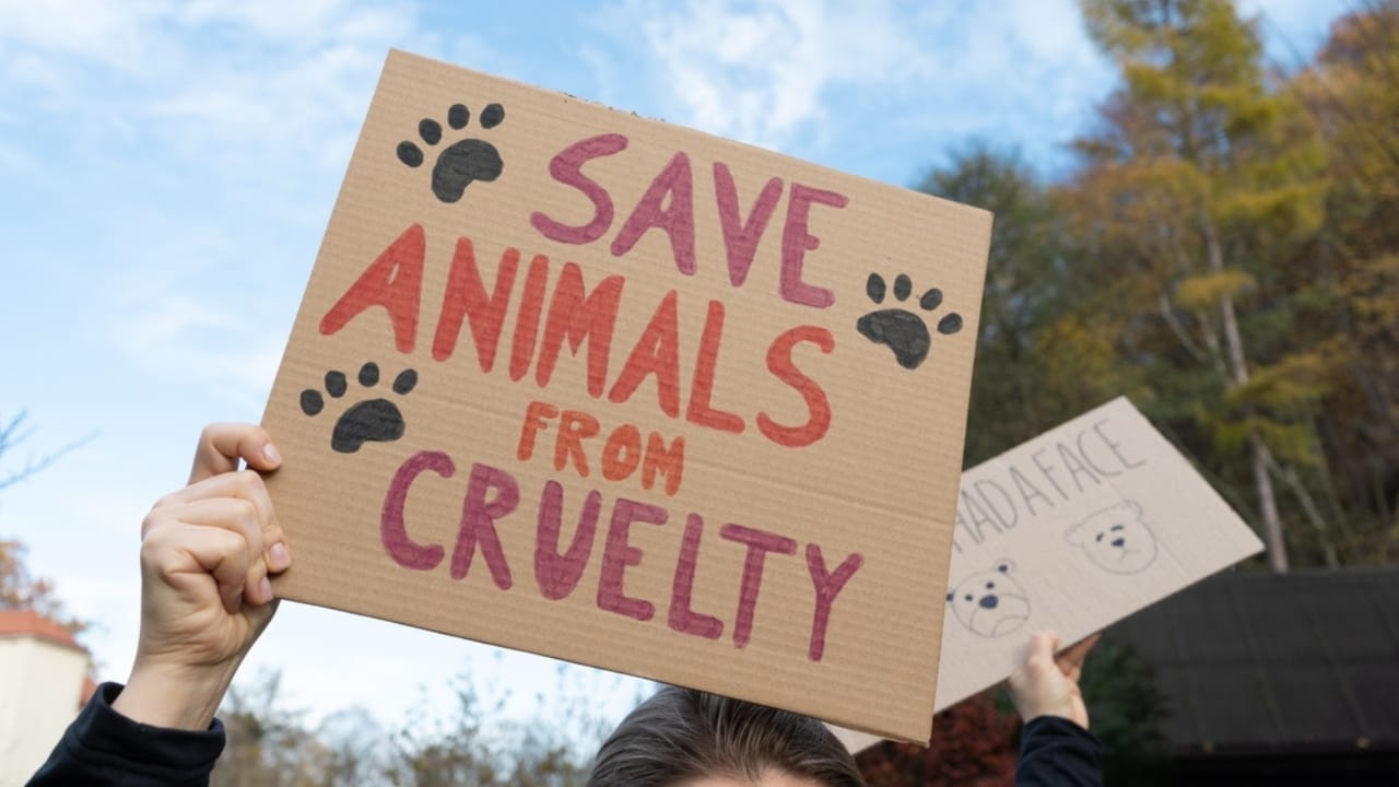 South Korea Votes to End Dog Meat Industry by 2027 with 500,000 Dogs for Rehoming 6 South Korea Votes to End Dog Meat Industry by 2027 with 500,000 Dogs for Rehoming - man holding banner save animals signs ss2323501023