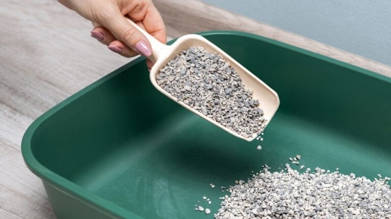 Cat Litter Isn’t Just for Cats: 10 Other Creative Alternative Uses 7 Cat Litter Isn’t Just for Cats: 10 Other Creative Alternative Uses - man pours fresh cat litter box ss2431072653