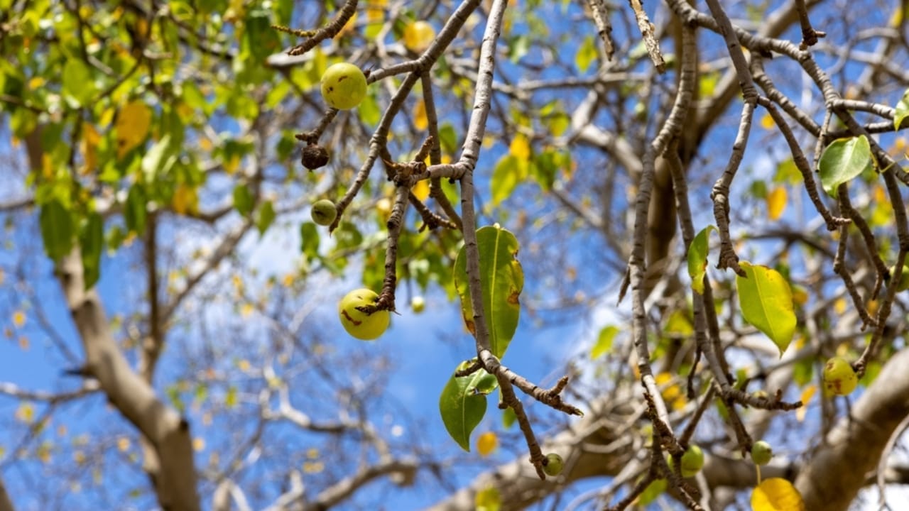 The Little Apple of Death: Meet the World's Most Deadliest Tree 6 The Little Apple of Death: Meet the World's Most Deadliest Tree - manchineel tree ss2149358411