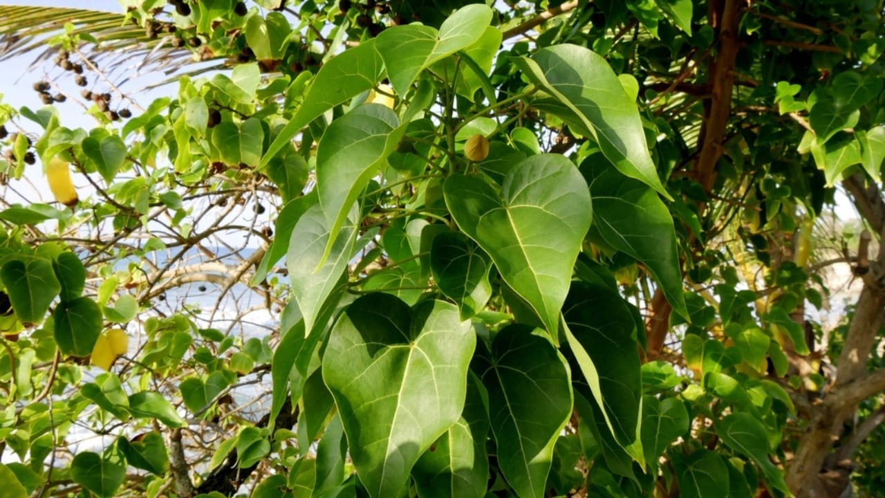 The Little Apple of Death: Meet the World's Most Deadliest Tree 3 The Little Apple of Death: Meet the World's Most Deadliest Tree - manchineel tree ss2423076285
