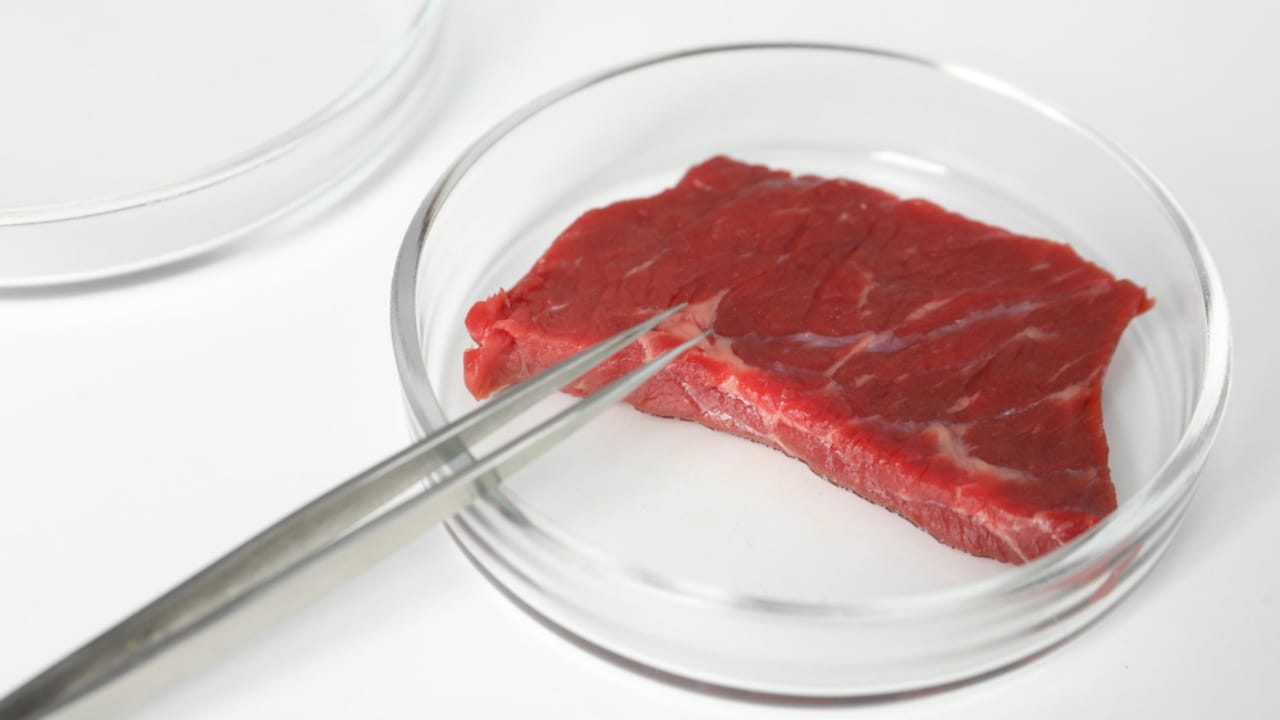 Lab-Grown Meat Hits Farms, Transforming How We Make Food 2 Lab-Grown Meat Hits Farms, Transforming How We Make Food - meat in petri dish dp462542032 dnoh