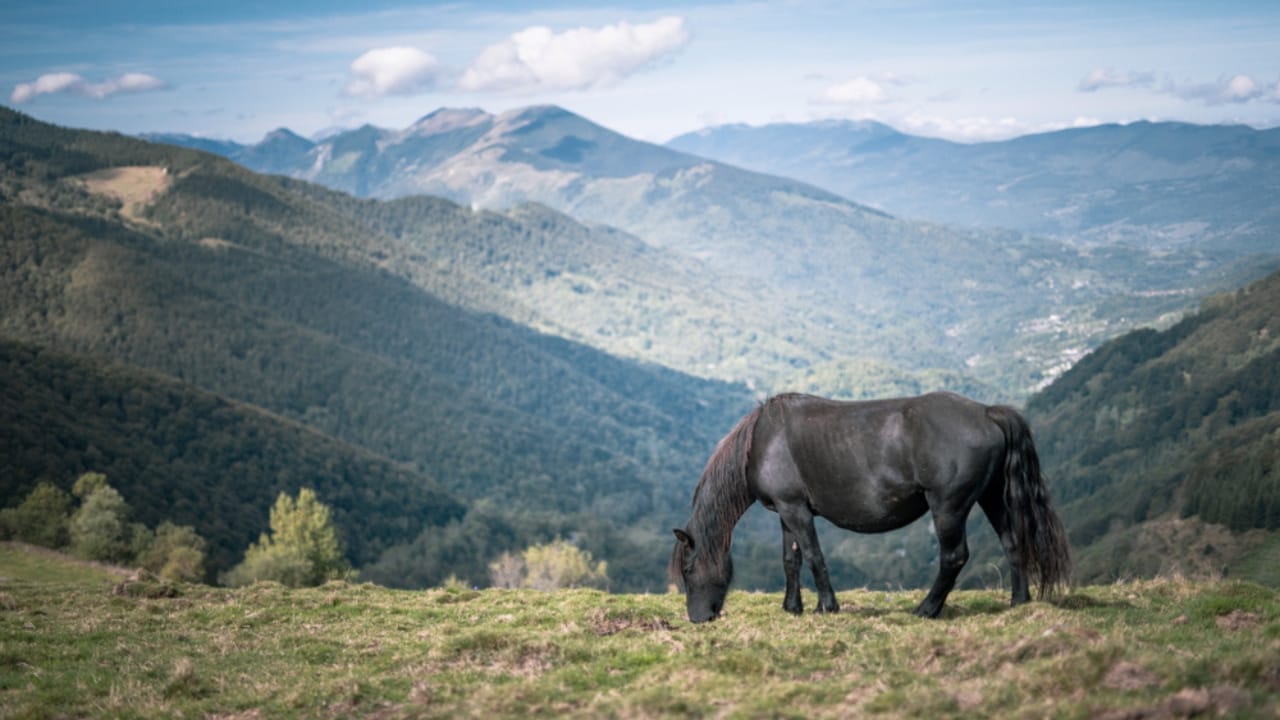13 Breeds of Black Horses That Radiate Strength & Timeless Beauty 8 13 Breeds of Black Horses That Radiate Strength & Timeless Beauty - meren ss1518552839