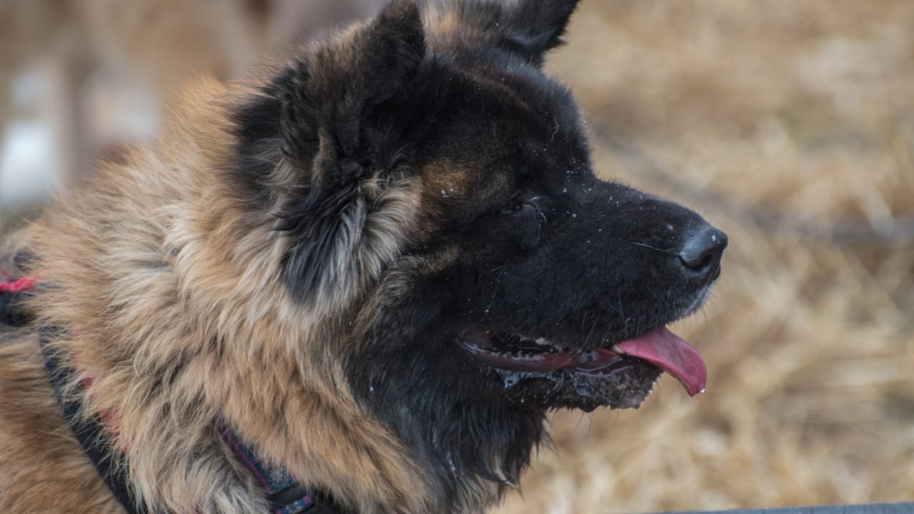 8 Chow Chow Coat Colors & Patterns That Make Them Unforgettable 9 8 Chow Chow Coat Colors & Patterns That Make Them Unforgettable - merle chow chow ss533424925