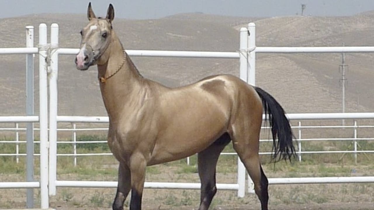 A Closer Look at Horse Colors: From Uncommon Shades to Everyday Favorites - metallic sheen horse wc