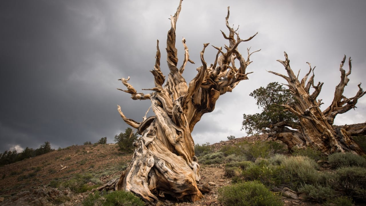 Scientists Grow a 'Lost' Biblical Tree from a 1,000-Year-Old Seed 4 Scientists Grow a 'Lost' Biblical Tree from a 1,000-Year-Old Seed - methuselah tree ss748205059