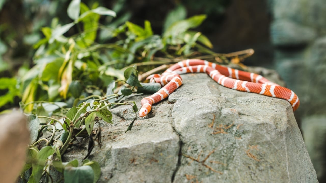 10 Surprisingly Friendly Snakes from Around the World 8 10 Surprisingly Friendly Snakes from Around the World - milk snake dp193421474