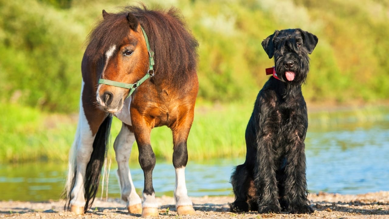 15 Ways Miniature Horses Prove They’re the Cutest with the Biggest Hearts 9 15 Ways Miniature Horses Prove They’re the Cutest with the Biggest Hearts - miniature pony play with dog ss212721619